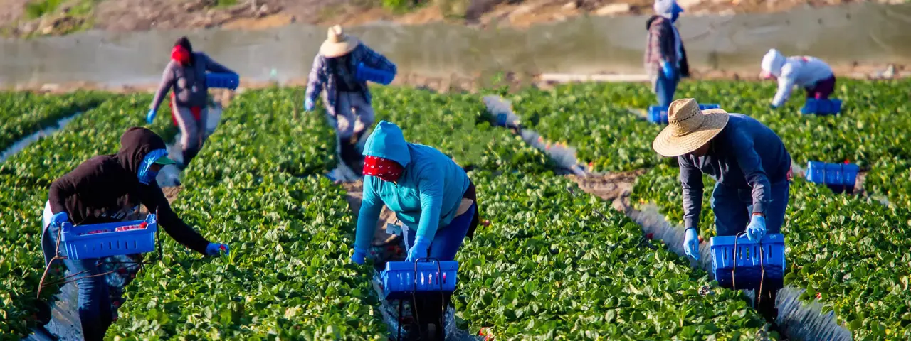 Farm-workers