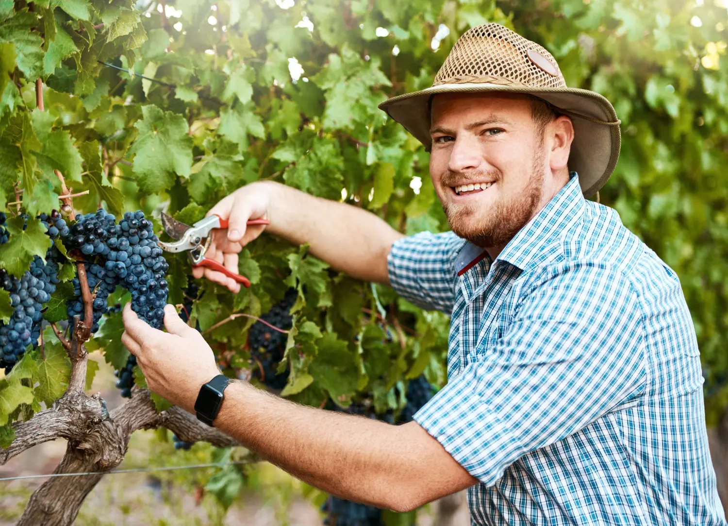 Viticulturist harvesting grapes in vineyard for Australian tax deductions and compliance guide