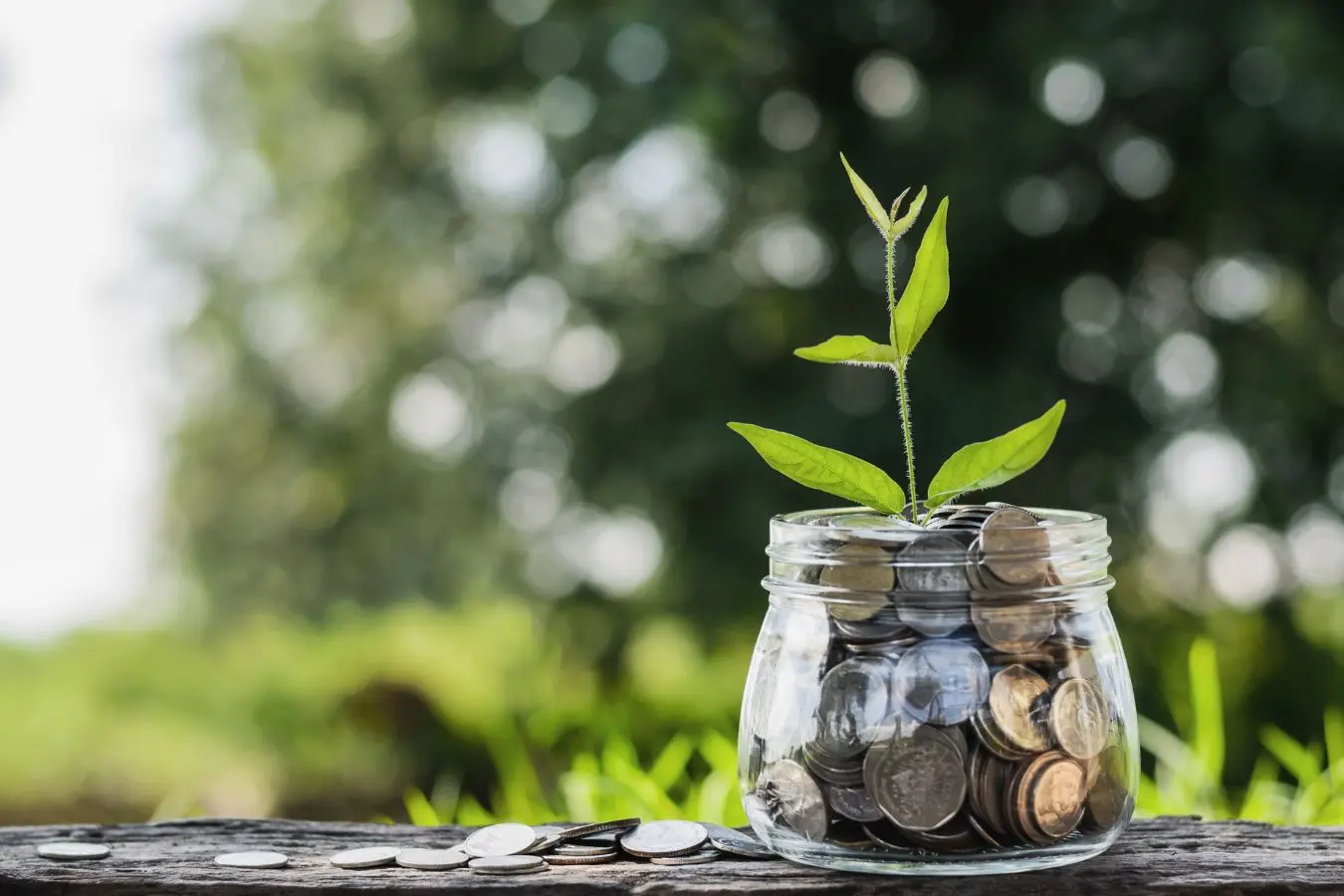 profit money jar growing a seedling